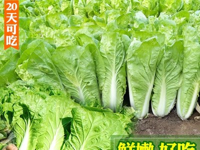 快菜种子小白菜籽四季小白菜种籽苗春秋冬季青蔬菜菜种籽大全种孑