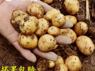 恩施土特产农家自种新鲜老品种黄心富硒小土豆洋芋马铃薯当季现挖