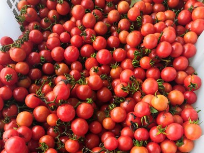 5斤贵州野生新鲜蔬菜水果小番茄小西红柿酸汤原料毛辣顺丰包邮3斤
