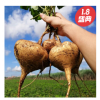 现挖 凉薯新鲜 土瓜 农家白地瓜 蔬菜水果 地萝卜 9斤（推荐）