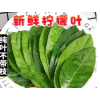 新鲜柠檬叶烹饪香料青柠叶西餐料理鱼生佐料调料配料